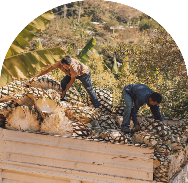 Agave harvest in Mexico