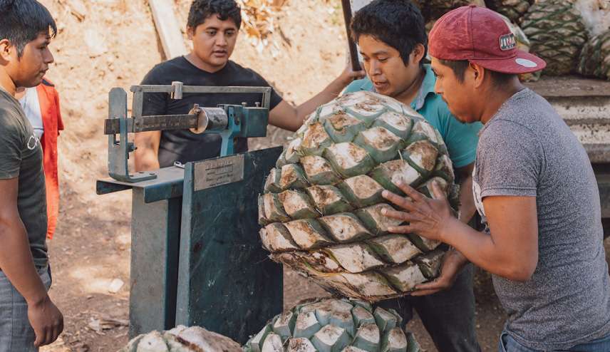 Mezcal Production Process